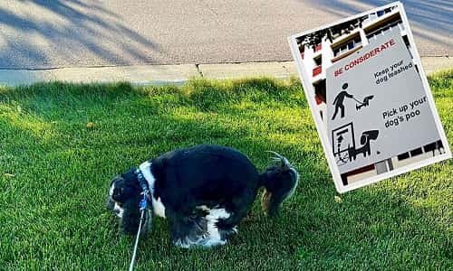 Law Against Dog Poop