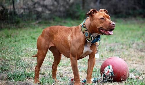 Pitbull 