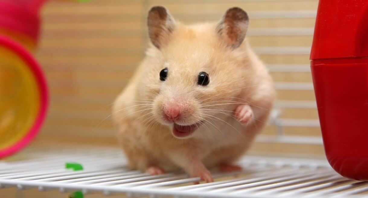 Is It Illegal to Own One Hamster in Switzerland