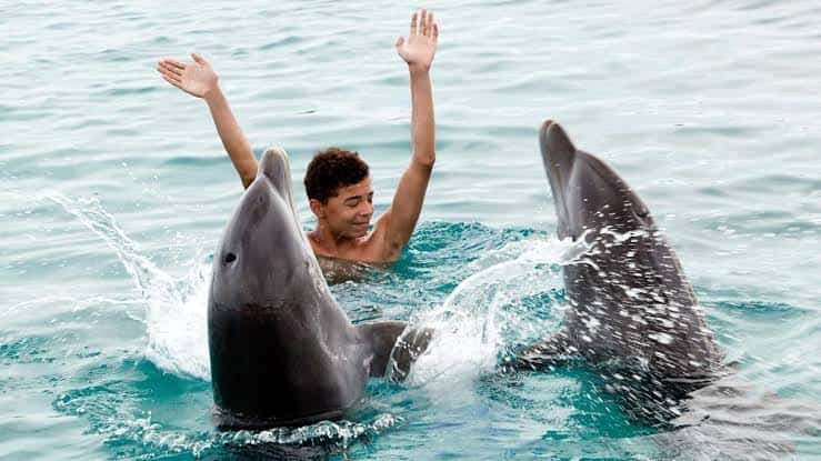 Is It Illegal to Talk to Dolphins