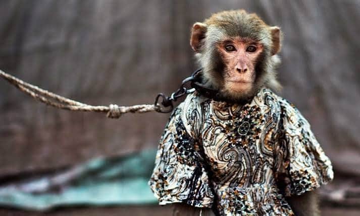 Is It Legal To Adopt A Monkey In India