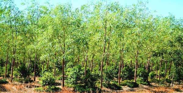 Is It Legal To Grow Sandalwood In India