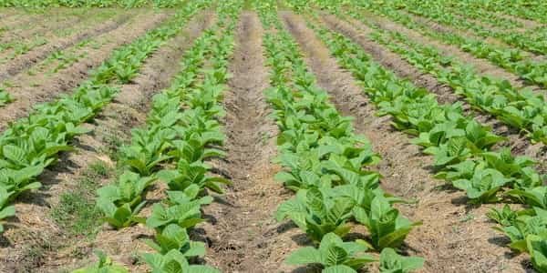 Tobacco Farming