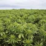 Hemp