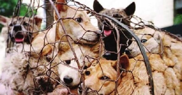 Animal Cruelty