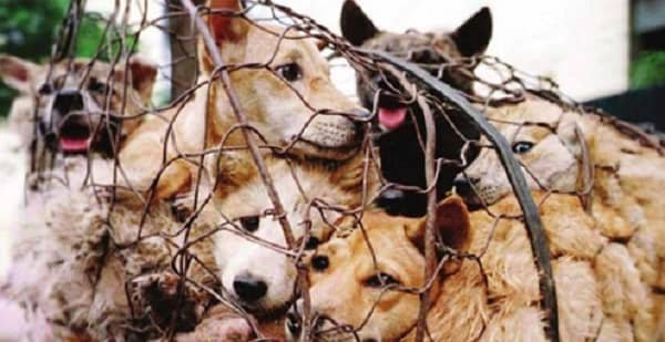 Animal Cruelty