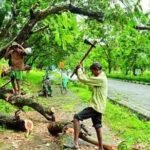 Law Applies Against Cutting Trees