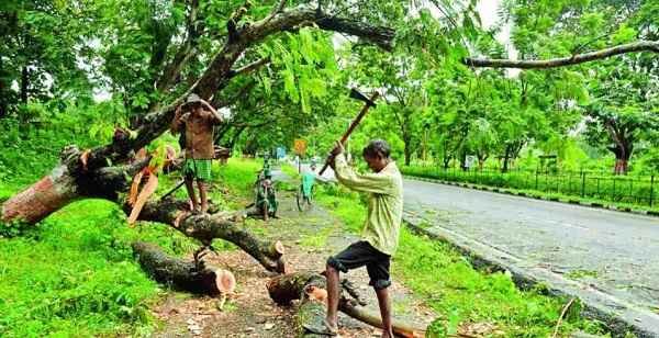 Law Applies Against Cutting Trees
