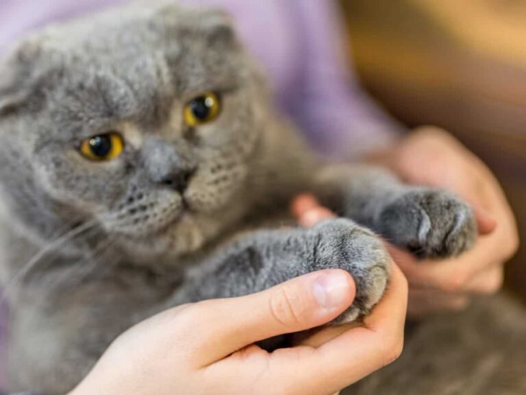 Is It Illegal to Declaw a Cat
