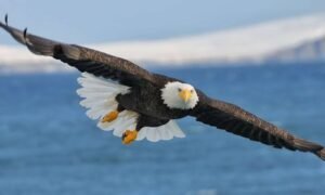 Is It Illegal to Kill a Bald Eagle?