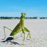 Is It Illegal to Kill a Praying Mantis