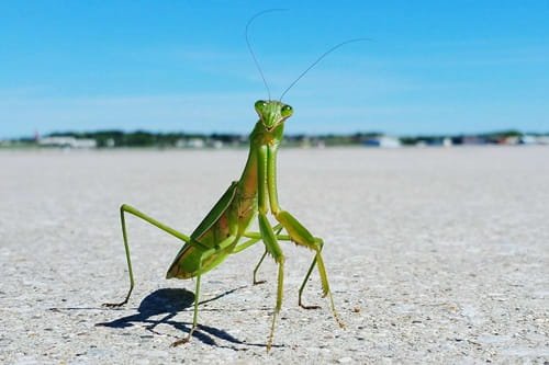 Is It Illegal to Kill a Praying Mantis