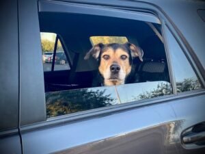 Is It Illegal to Leave Your Dog in the Car?