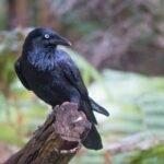 Is It Illegal to Own a Crow