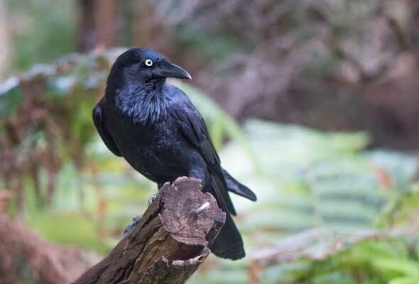 Is It Illegal to Own a Crow