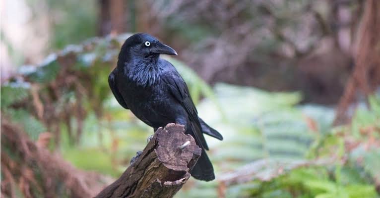 Is It Illegal to Own a Crow