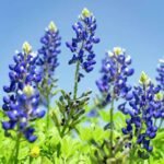 Is It Illegal to Pick Texas Bluebonnets