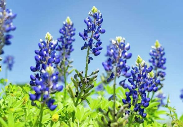 Is It Illegal to Pick Texas Bluebonnets