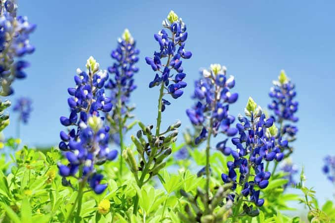 Is It Illegal to Pick Texas Bluebonnets