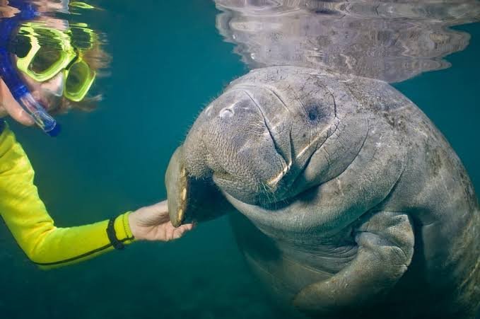 Is It Illegal to Touch a Manatee