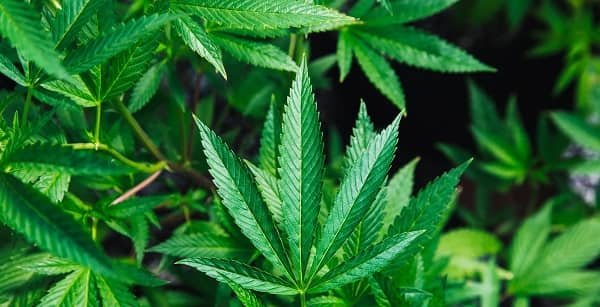 Weed
